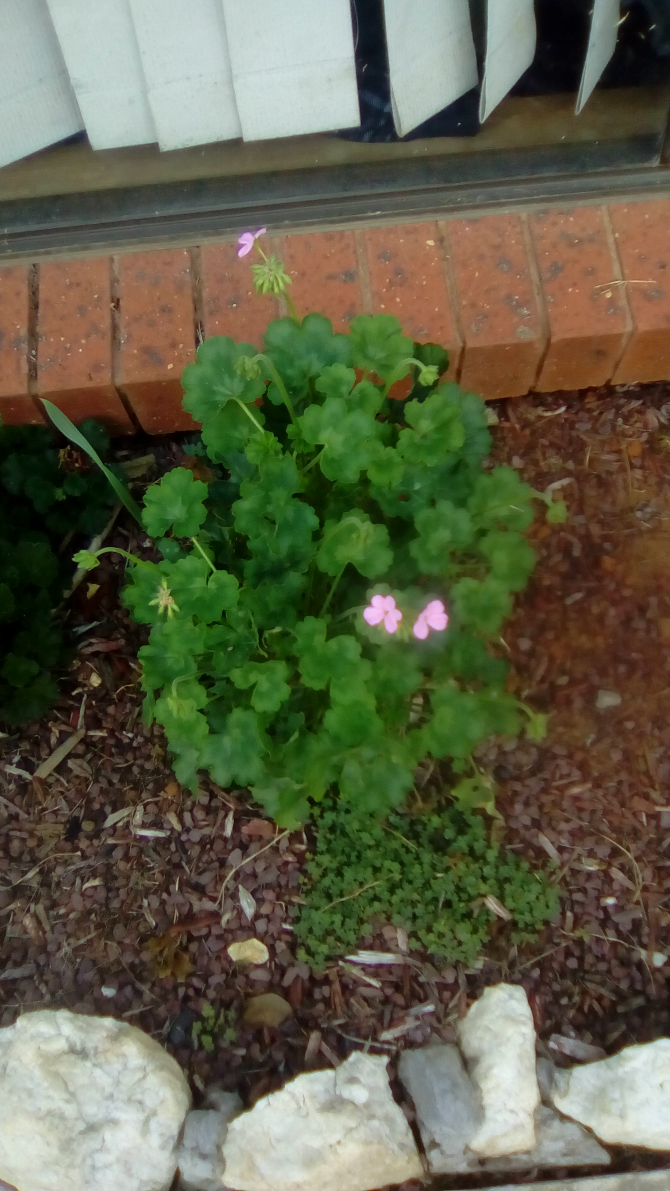 Pink Geranium